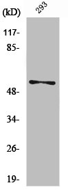 Western Blot analysis of 293 cells using Vimentin Polyclonal Antibody