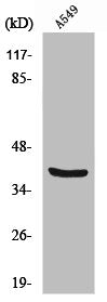 Western Blot analysis of A549&nbsp;cells using Vimentin Polyclonal Antibody