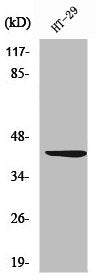 WNT1 Antibody – Figure 1 of 2