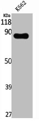 Western Blot analysis of K562 cells using XE7 Polyclonal Antibody