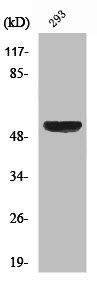 Western Blot analysis of 293 cells using XIAP Polyclonal Antibody
