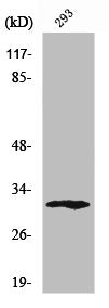 Western Blot analysis of 293 cells using XRCC2 Polyclonal Antibody
