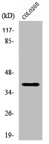 Western Blot analysis of COLO205 cells using XRCC4 Polyclonal Antibody
