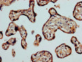 CASP2 Antibody, HRP conjugated – Figure 1 of 2