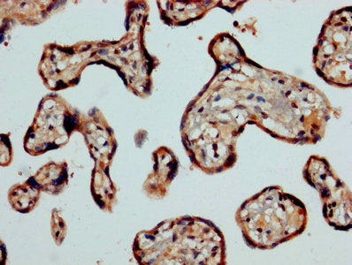 CASP2 Antibody, HRP conjugated – Figure 1 of 2
