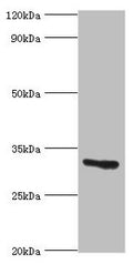 Western blot All lanes: Caspase-6 antibody at 8ug/ml + Hela whole cell lysate Secondary Goat polyclonal to rabbit IgG at 1/10000 dilution Predicted band size: 34, 23 kDa Observed band size: 34 kDa