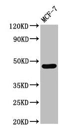 Western Blot
Positive WB detected in: MCF-7 whole cell lysate
All lanes: CASQ2 antibody at 3µg/ml
Secondary
Goat polyclonal to rabbit IgG at 1/50000 dilution
Predicted band size: 47, 39 kDa
Observed band size: 47 kDa