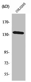Western Blot analysis of HepG2 cells using α-protein Kinase 1 Polyclonal Antibody