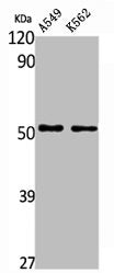 Western Blot analysis of A549 K562 cells using ALDH3A1 Polyclonal Antibody