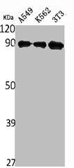 Western Blot analysis of A549 K562 NIH-3T3 cells using NF90 Polyclonal Antibody