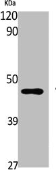 ADRB2 Antibody – Figure 1 of 1