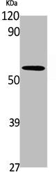 Western Blot analysis of K562 cells using A1BG Polyclonal Antibody