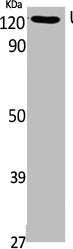 Western Blot analysis of Jurkat cells using UBE4A Polyclonal Antibody