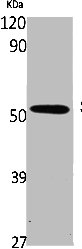Western Blot analysis of K562 cells using Smad5 Polyclonal Antibody