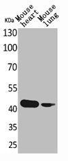 Western Blot analysis of mouse heart mouse lung cells using Actin-α cardiac muscle Polyclonal Antibody