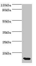 Western blot All lanes: CCL11 antibody at 5ug/ml + Hela whole cell lysate Secondary Goat polyclonal to rabbit IgG at 1/10000 dilution Predicted band size: 11 kDa Observed band size: 11 kDa