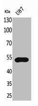 Western Blot analysis of U87 cells using Fractalkine Receptor Polyclonal Antibody