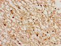 CCNA1 Antibody – Figure 1 of 1