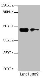Western blot All lanes: CCNE2antibody at 3.25ug/ml Lane 1: Jurkat whole cell lysate Lane 2: Hela whole cell lysate Secondary Goat polyclonal to rabbit IgG at 1/10000 dilution Predicted band size: 47, 42 kDa Observed band size: 47 kDa