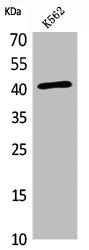 Western Blot analysis of K562 cells using L-Selectin Polyclonal Antibody