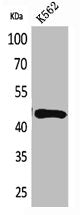 TNFRSF25 Antibody – Figure 1 of 1