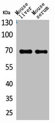 Western Blot analysis of mouse liver mouse serum cells using AFP Polyclonal Antibody