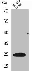Western Blot analysis of mouse lung cells using ET-1 Polyclonal Antibody