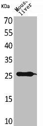 Western Blot analysis of mouse liver cells using TNF-α Polyclonal Antibody