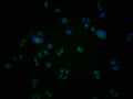 Immunofluorescence staining of A549 cells with CSB-PA004969LA11HU at 1:100, counter-stained with DAPI. The cells were blocked in 10% normal Goat Serum and incubated with the antibody overnight at 4°C. The secondary antibody was Alexa Fluor 488-congugated AffiniPure Goat Anti-Rabbit IgG(H+L).
