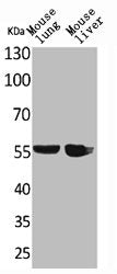 Western Blot analysis of mouse lung mouse liver cells using ALDH1A1 Polyclonal Antibody