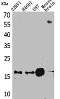 Western Blot analysis of 22RV-1 H460 U87 mouse brain cells using Apelin Polyclonal Antibody