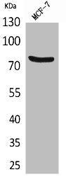 Western Blot analysis of MCF7 cells using CD66e Polyclonal Antibody
