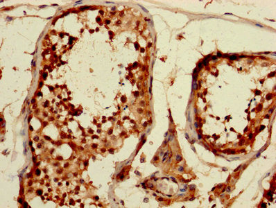 IHC image of CSB-PA005086DA01HU diluted at 1:1200 and staining in paraffin-embedded human testis tissue performed on a Leica BondTM system. After dewaxing and hydration, antigen retrieval was mediated by high pressure in a citrate buffer (pH 6.0). Section was blocked with 10% normal goat serum 30min at RT. Then primary antibody (1% BSA) was incubated at 4&deg;C overnight. The primary is detected by a biotinylated secondary antibody and visualized using an HRP conjugated SP system.