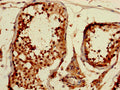 CDKN1A Antibody, Biotin conjugated – Figure 1 of 3