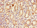 CDKN2B Antibody, Biotin conjugated – Figure 1 of 3