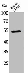 MDM2 Antibody – Figure 1 of 1