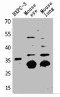 Western Blot analysis of BXPC-3 mouse eye mouse lung cells using TF Polyclonal Antibody