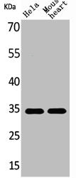 CASP3 Antibody – Figure 1 of 1