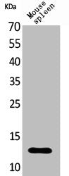 CXCL13 Antibody – Figure 1 of 1