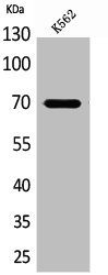 Western Blot analysis of K562 cells using Keap1 Polyclonal Antibody