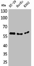 Western Blot analysis of HT29 HuvEc K562 cells using CYP11B1/2 Polyclonal Antibody
