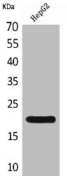 Western Blot analysis of HepG2 cells using VHR Polyclonal Antibody