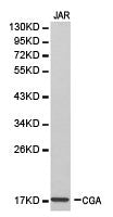 Western blot analysis of JAR cell lysate ,using CGA antibody.