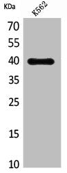 Western Blot analysis of K562 cells using CXCR-3 Polyclonal Antibody