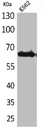 Western Blot analysis of K562 cells using Frizzled-10 Polyclonal Antibody