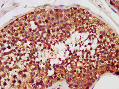 IHC image of CSB-PA005339LA01HU diluted at 1:200 and staining in paraffin-embedded human testis tissue performed on a Leica BondTM system. After dewaxing and hydration, antigen retrieval was mediated by high pressure in a citrate buffer (pH 6.0). Section was blocked with 10% normal goat serum 30min at RT. Then primary antibody (1% BSA) was incubated at 4&deg;C overnight. The primary is detected by a biotinylated secondary antibody and visualized using an HRP conjugated SP system.