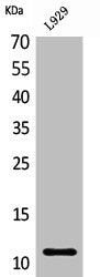 Western Blot analysis of L929 cells using MCP-2 Polyclonal Antibody