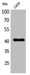 Western Blot analysis of L929 cells using PDGF-D Polyclonal Antibody