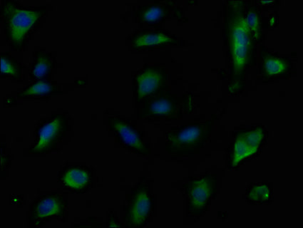 Immunofluorescence staining of U251 cells with CSB-PA005381PA01HU at 1:50,counter-stained with DAPI. The cells were fixed in 4% formaldehyde, permeabilized using 0.2% Triton X-100 and blocked in 10% normal Goat Serum. The cells were then incubated with the antibody overnight at 4°C.The secondary antibody was Alexa Fluor 488-congugated AffiniPure Goat Anti-Rabbit IgG (H+L).