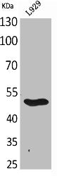 Western Blot analysis of L929 cells using GDF-9 Polyclonal Antibody